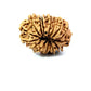🌿 15 Mukhi Nepali Rudraksha (Natural & Certified). Antik