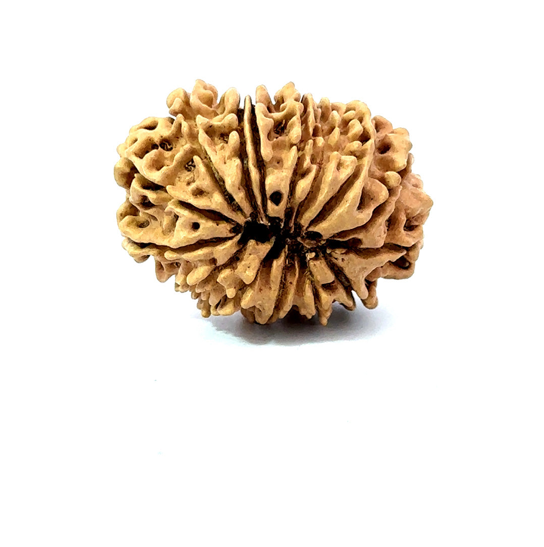 🌿 15 Mukhi Nepali Rudraksha (Natural & Certified). Antik