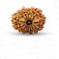 🌿 14 Mukhi Nepali Rudraksha (Natural & Certified). Big