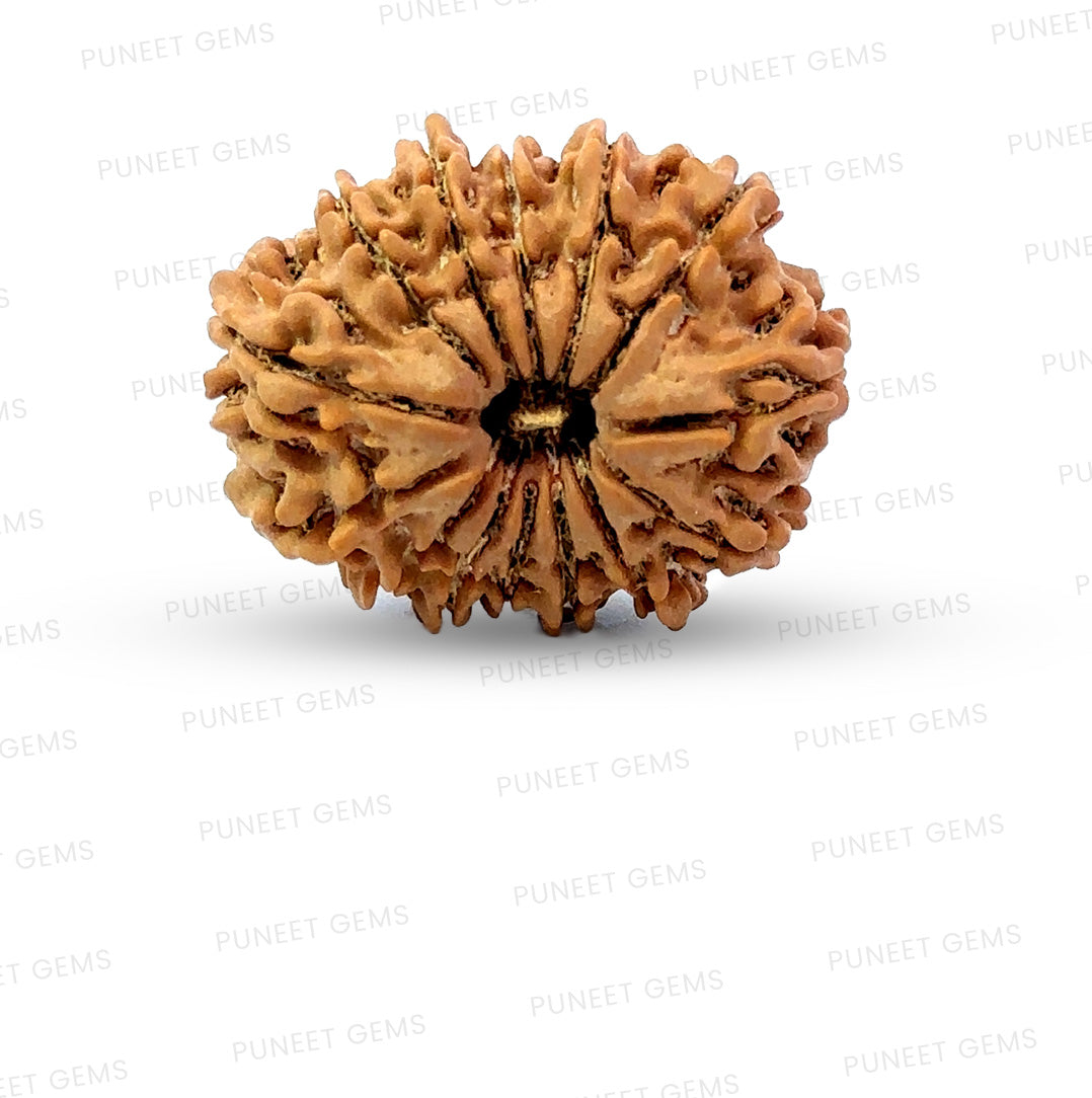 🌿 14 Mukhi Nepali Rudraksha (Natural & Certified). Big