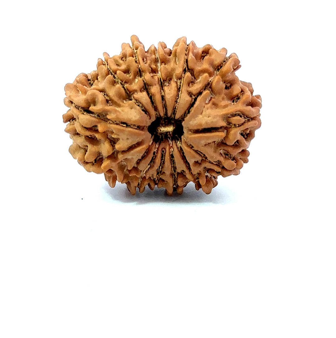 🌿 14 Mukhi Nepali Rudraksha (Natural & Certified). Big