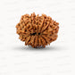 🌿 14 Mukhi Nepali Rudraksha (Natural & Certified). Big