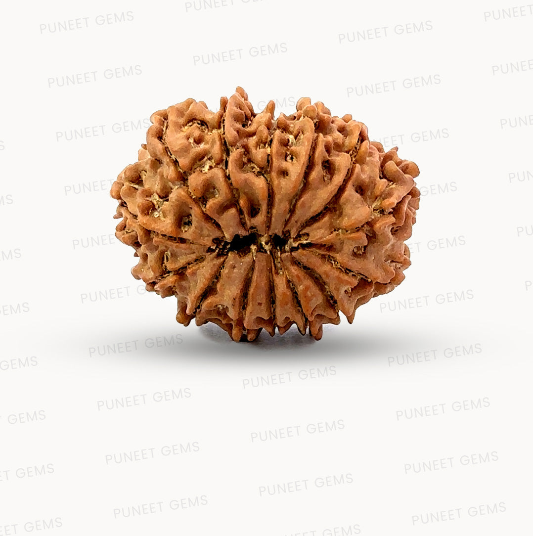 🌿 14 Mukhi Nepali Rudraksha (Natural & Certified). Big