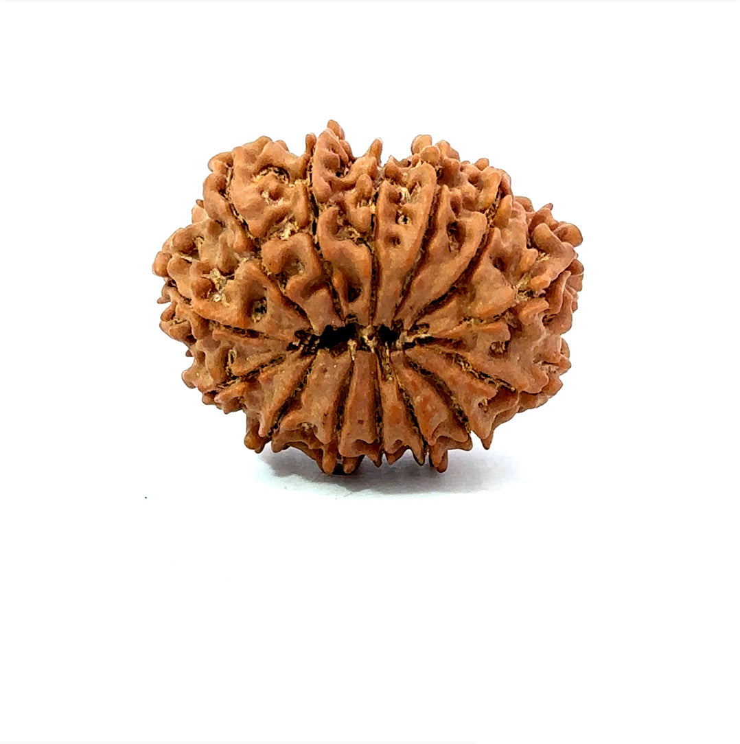 🌿 14 Mukhi Nepali Rudraksha (Natural & Certified). Big