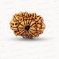 🌿 14 Mukhi Nepali Rudraksha (Natural & Certified). Antik