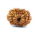 🌿 14 Mukhi Nepali Rudraksha (Natural & Certified). Antik