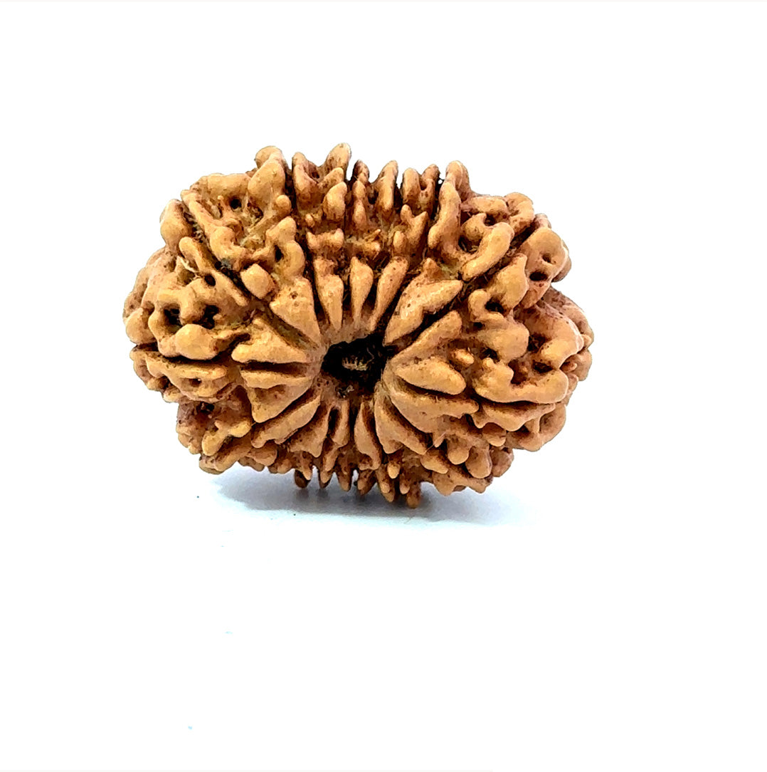 🌿 14 Mukhi Nepali Rudraksha (Natural & Certified). Antik