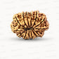 🌿 14 Mukhi Nepali Rudraksha (Natural & Certified). Antik