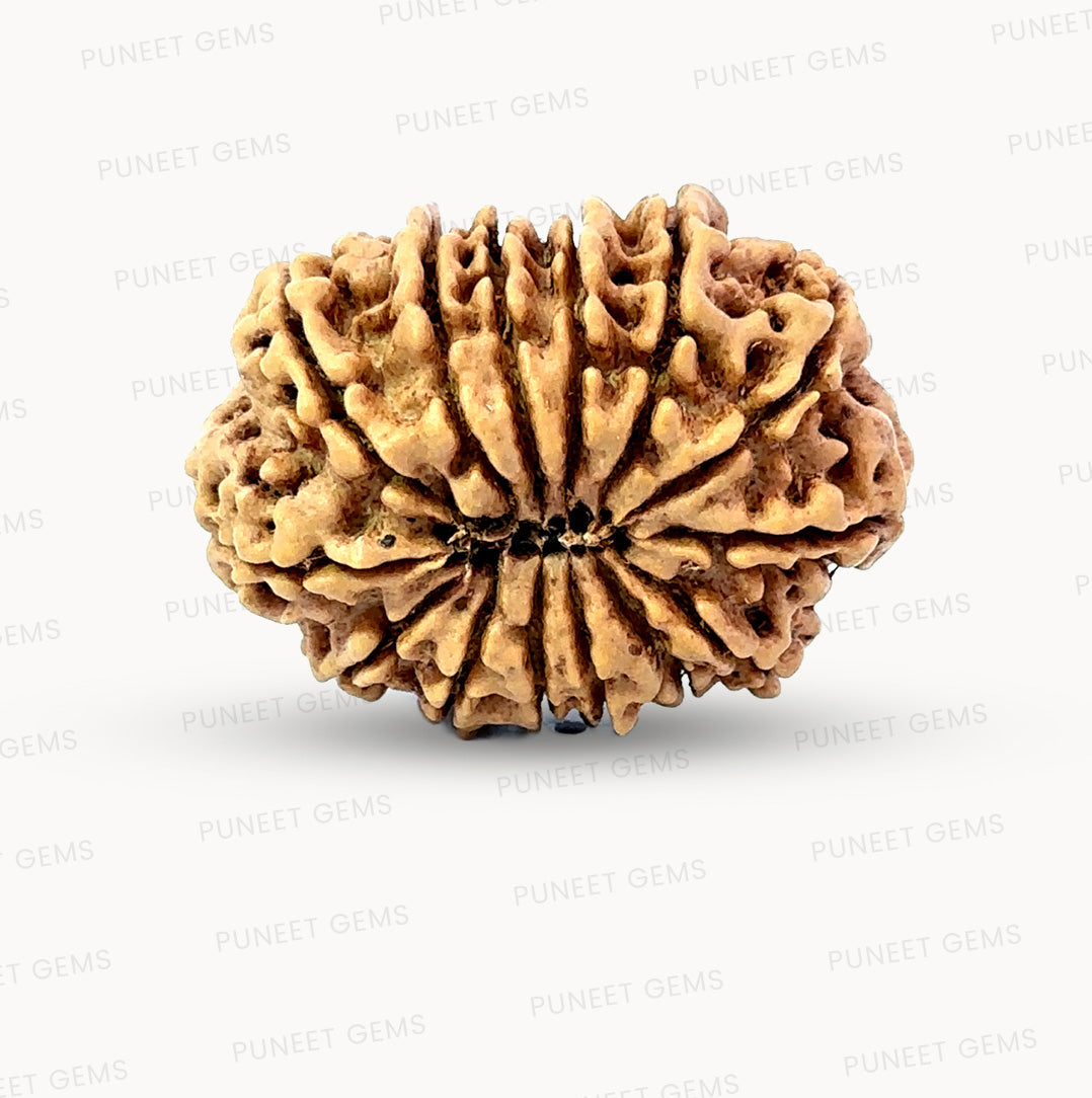 🌿 14 Mukhi Nepali Rudraksha (Natural & Certified). Antik