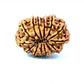 🌿 14 Mukhi Nepali Rudraksha (Natural & Certified). Antik