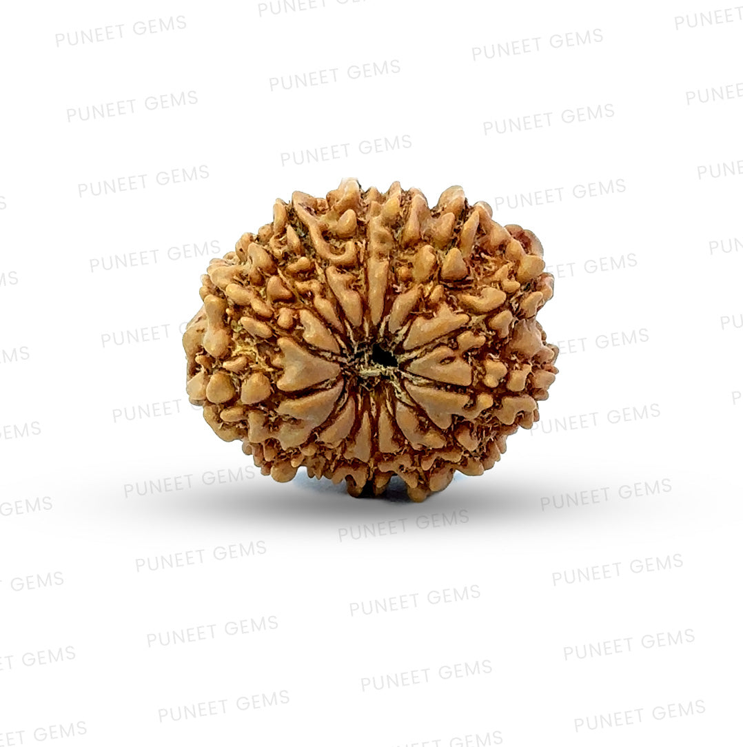 🌿 14 Mukhi Nepali Rudraksha (Natural & Certified). Small