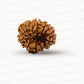 🌿 14 Mukhi Nepali Rudraksha (Natural & Certified). Small