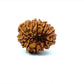 🌿 14 Mukhi Nepali Rudraksha (Natural & Certified). Small