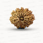 🌿 14 Mukhi Nepali Rudraksha (Natural & Certified). Antik