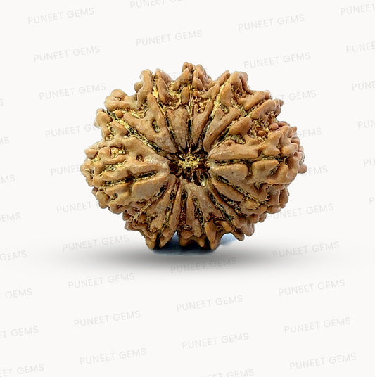 🌿 14 Mukhi Nepali Rudraksha (Natural & Certified). Antik