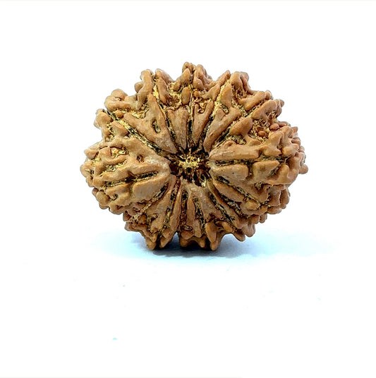 🌿 14 Mukhi Nepali Rudraksha (Natural & Certified). Antik