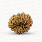 🌿 14 Mukhi Nepali Rudraksha (Natural & Certified). Antik