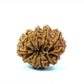 🌿 14 Mukhi Nepali Rudraksha (Natural & Certified). Antik