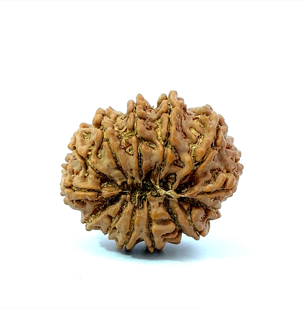 🌿 14 Mukhi Nepali Rudraksha (Natural & Certified). Antik