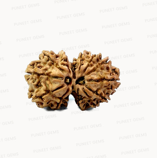 🌿 14 Mukhi Gauri Shankar Rudraksha (Natural & Certified). Medium