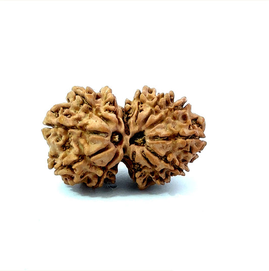 🌿 14 Mukhi Gauri Shankar Rudraksha (Natural & Certified). Medium