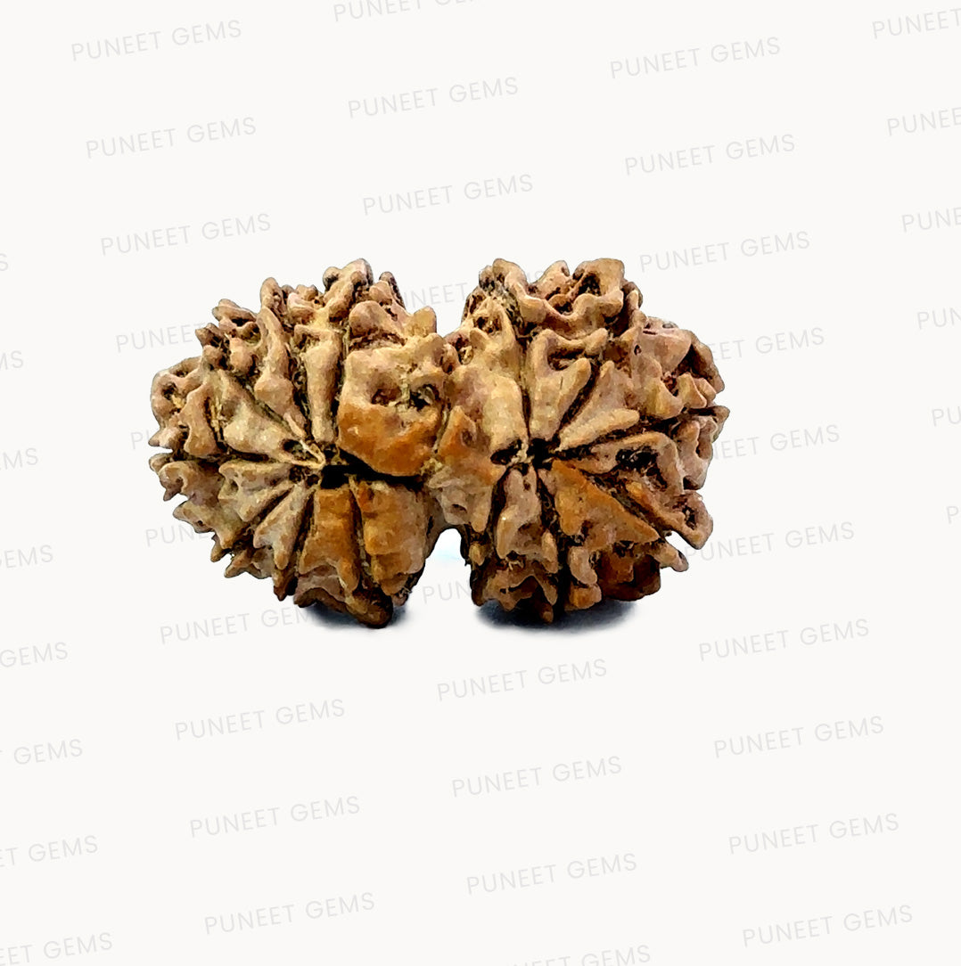 🌿 14 Mukhi Gauri Shankar Rudraksha (Natural & Certified). Medium