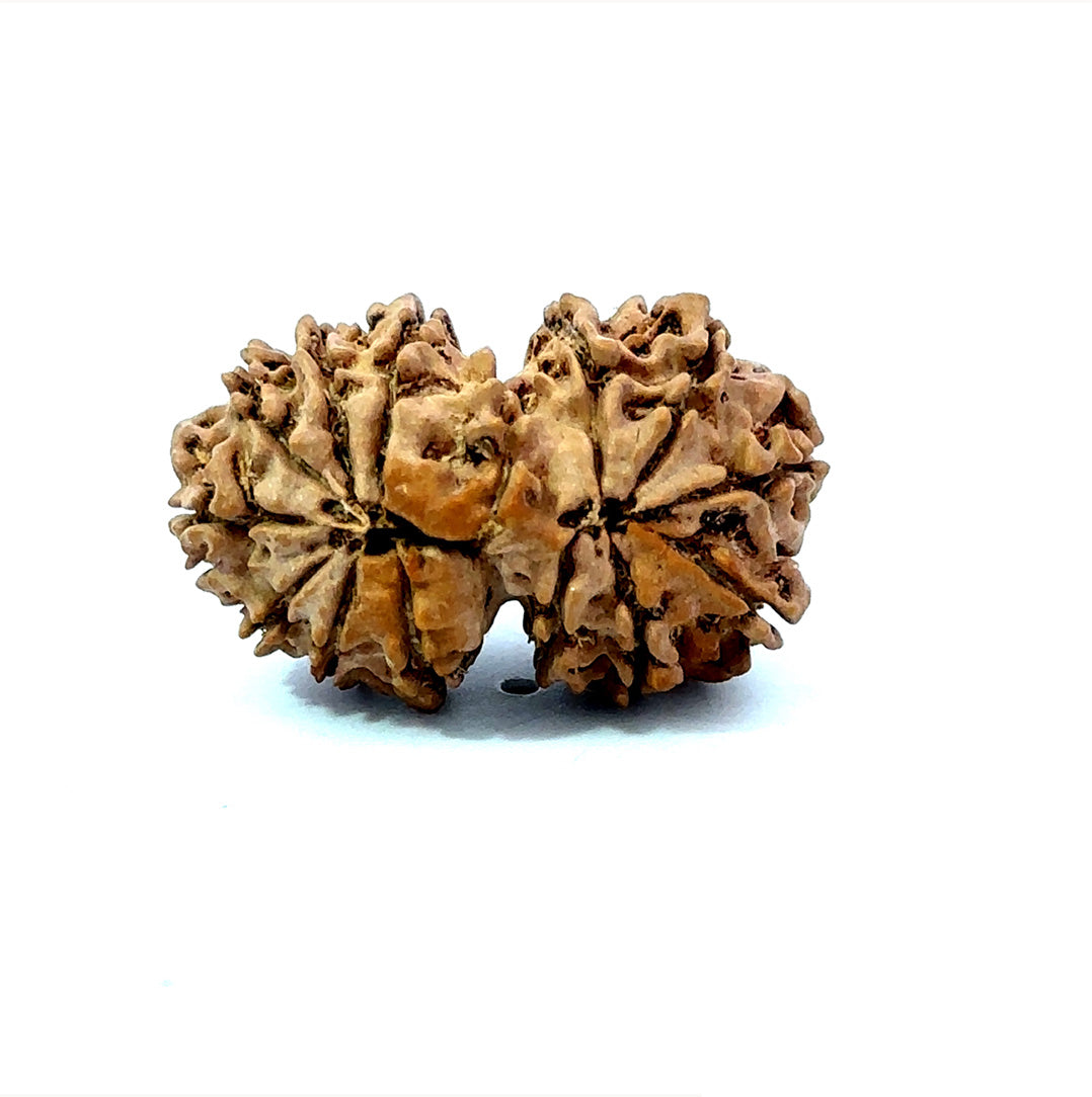 🌿 14 Mukhi Gauri Shankar Rudraksha (Natural & Certified). Medium