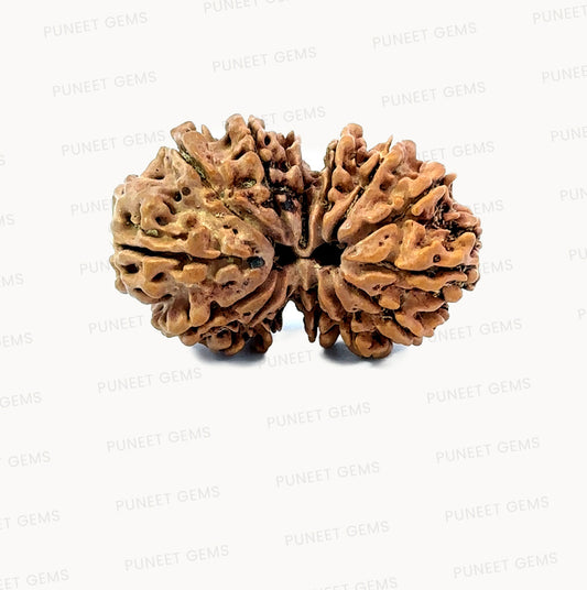 🌿 14 Mukhi Gauri Shankar Rudraksha (Natural & Certified). Big