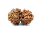 🌿 14 Mukhi Gauri Shankar Rudraksha (Natural & Certified). Big