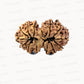 🌿 14 Mukhi Gauri Shankar Rudraksha (Natural & Certified). Big