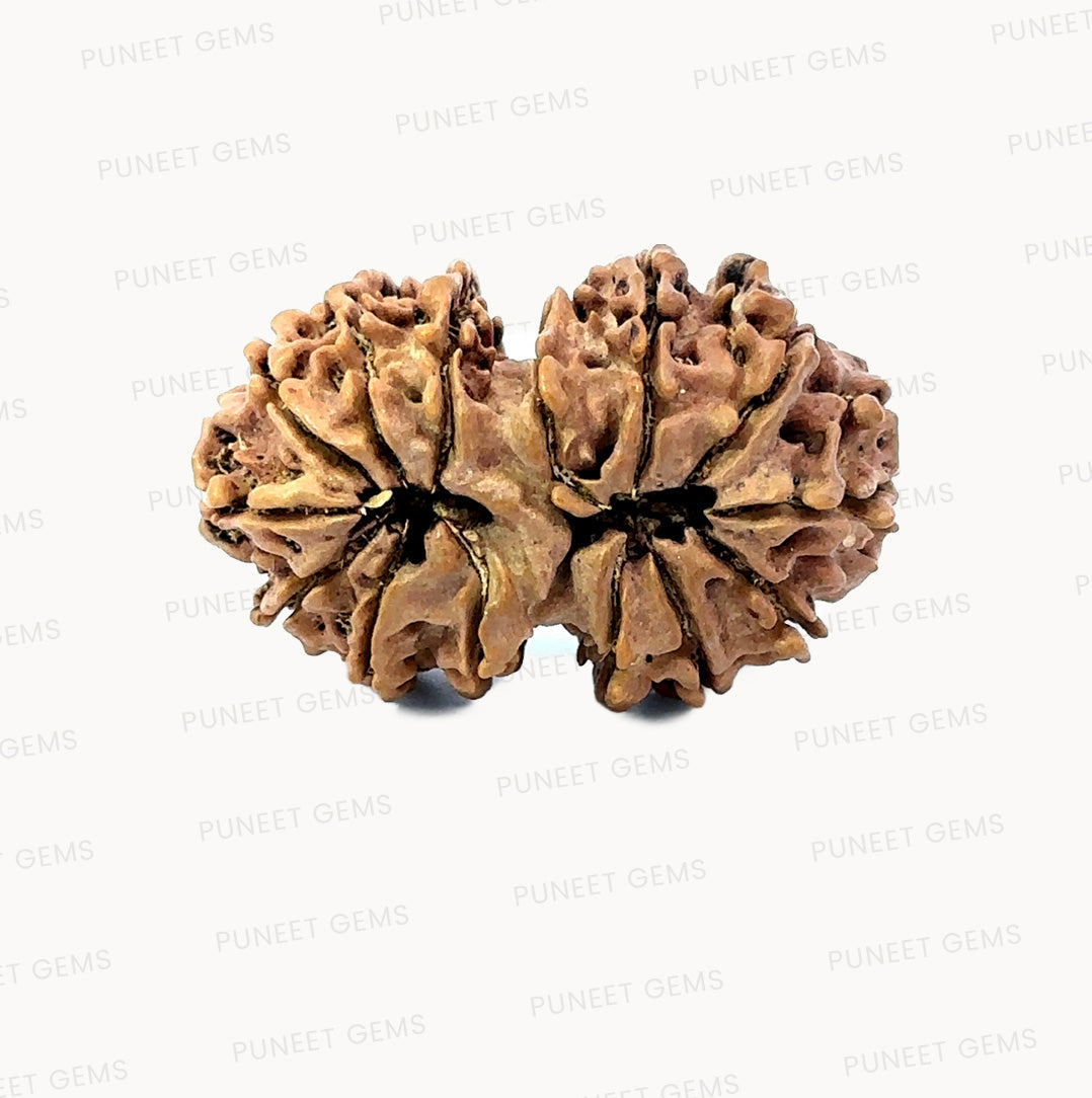 🌿 14 Mukhi Gauri Shankar Rudraksha (Natural & Certified). Big