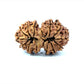 🌿 14 Mukhi Gauri Shankar Rudraksha (Natural & Certified). Big