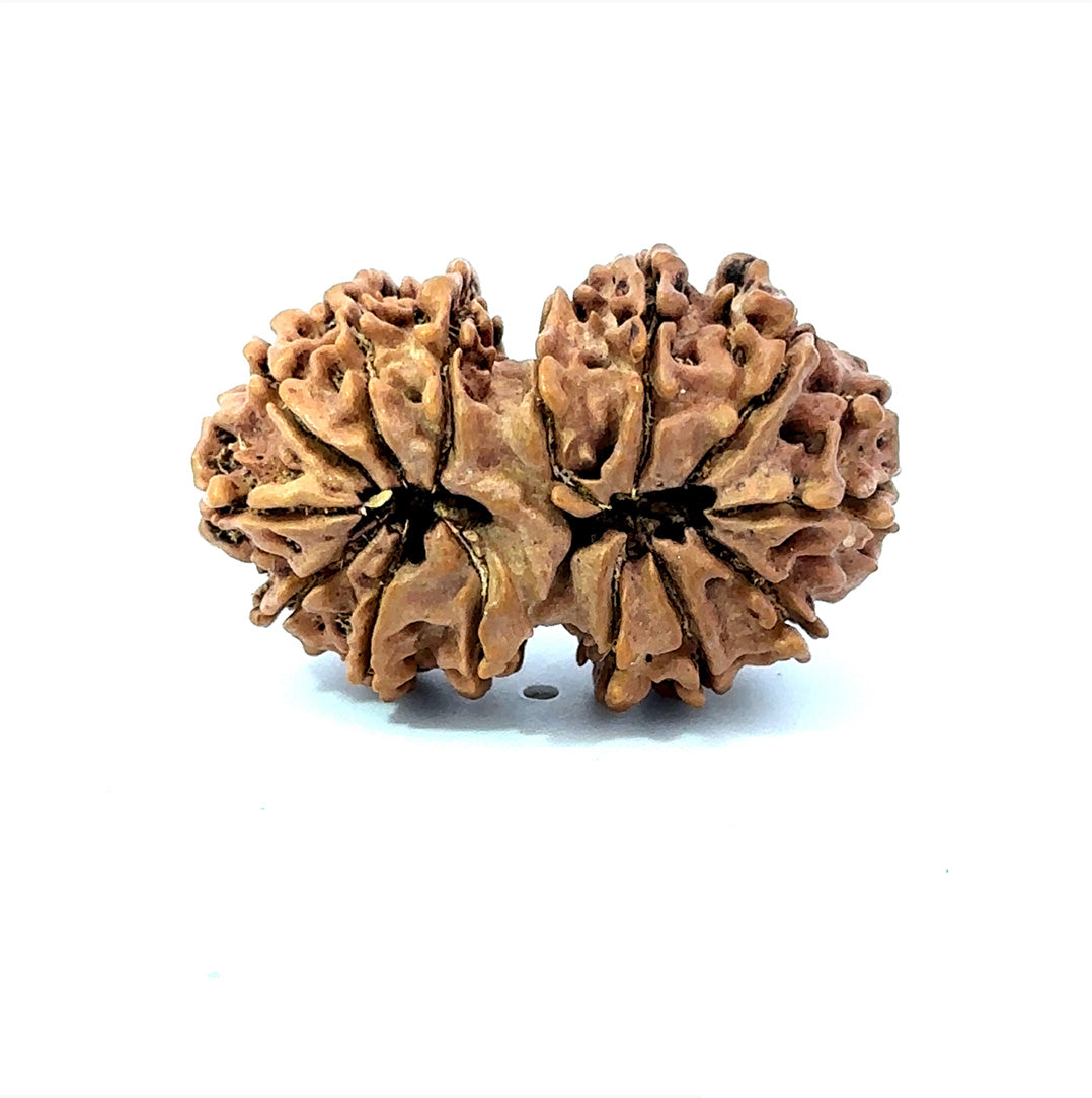 🌿 14 Mukhi Gauri Shankar Rudraksha (Natural & Certified). Big