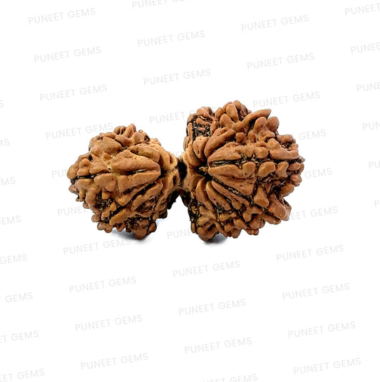 🌿 14 Mukhi Gauri Shankar Rudraksha (Natural & Certified). Big