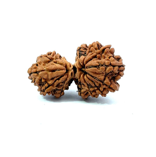🌿 14 Mukhi Gauri Shankar Rudraksha (Natural & Certified). Big