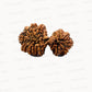 🌿 15 Mukhi Gauri Shankar Rudraksha (Natural & Certified). Big