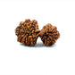 🌿 15 Mukhi Gauri Shankar Rudraksha (Natural & Certified). Big