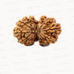 🌿 15 Mukhi Gauri Shankar Rudraksha (Natural & Certified). Antik