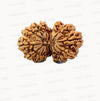 🌿 15 Mukhi Gauri Shankar Rudraksha (Natural & Certified). Antik