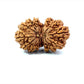 🌿 15 Mukhi Gauri Shankar Rudraksha (Natural & Certified). Antik