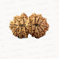 🌿 15 Mukhi Gauri Shankar Rudraksha (Natural & Certified). Antik
