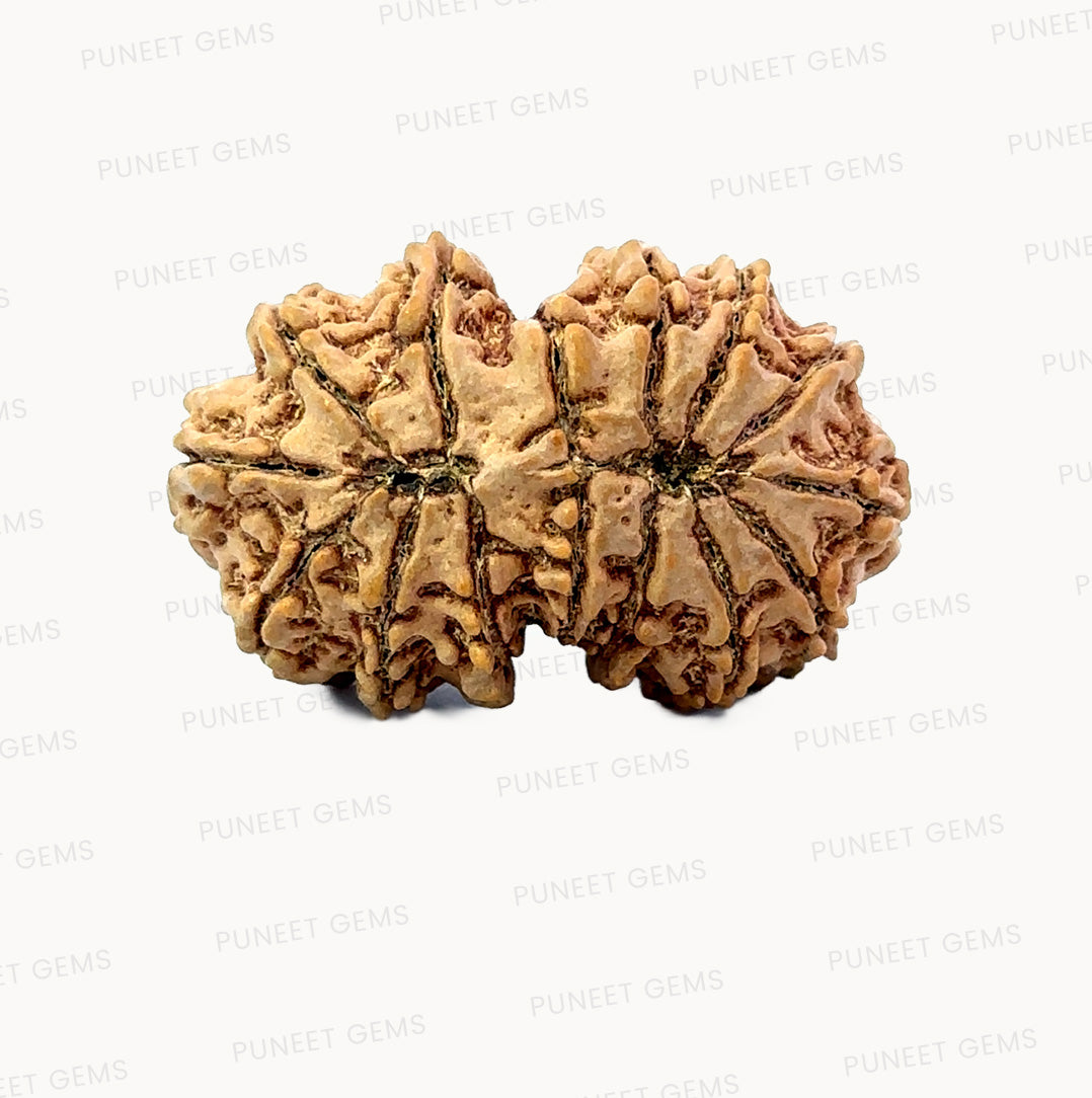 🌿 15 Mukhi Gauri Shankar Rudraksha (Natural & Certified). Antik