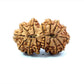 🌿 15 Mukhi Gauri Shankar Rudraksha (Natural & Certified). Antik
