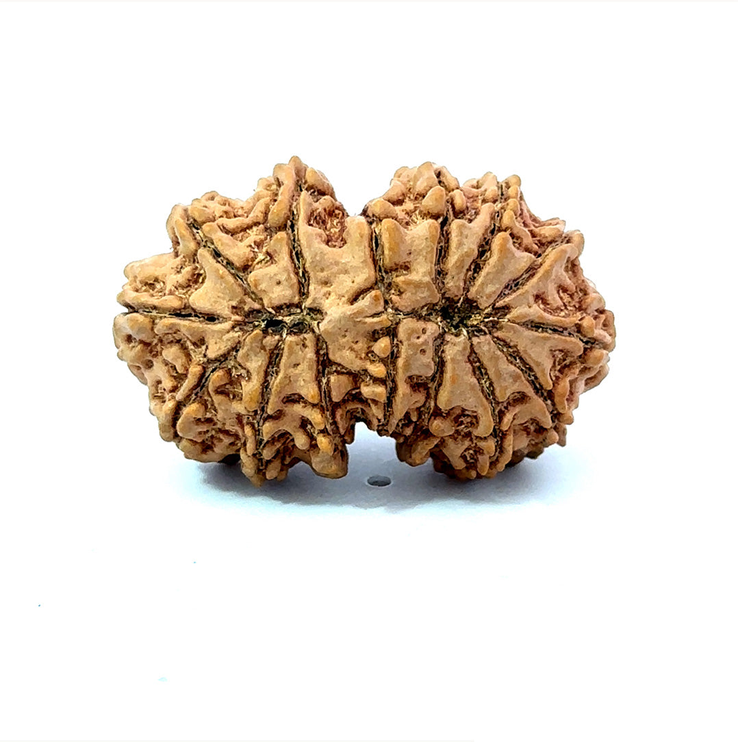 🌿 15 Mukhi Gauri Shankar Rudraksha (Natural & Certified). Antik