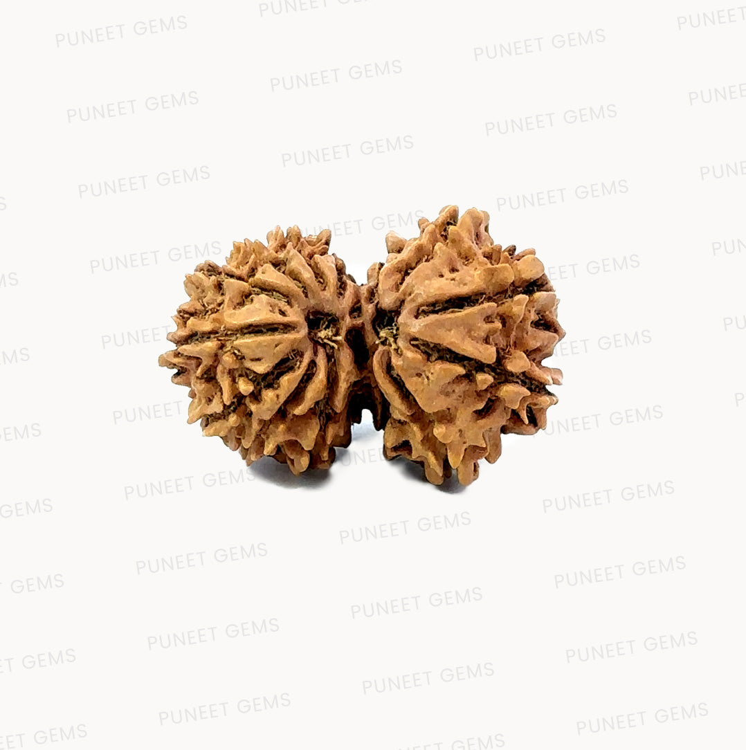 🌿 14 Mukhi Gauri Shankar Rudraksha (Natural & Certified). Medium