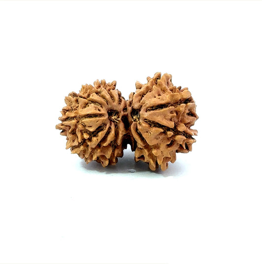 🌿 14 Mukhi Gauri Shankar Rudraksha (Natural & Certified). Medium