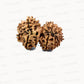 🌿 14 Mukhi Gauri Shankar Rudraksha (Natural & Certified). Medium