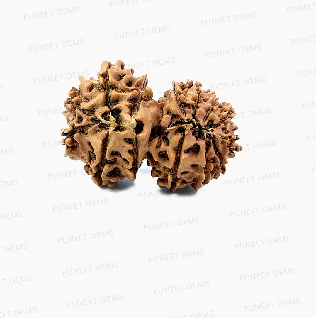 🌿 14 Mukhi Gauri Shankar Rudraksha (Natural & Certified). Medium