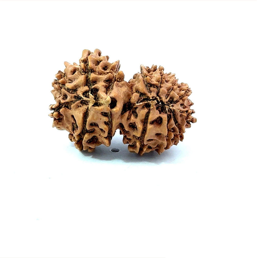 🌿 14 Mukhi Gauri Shankar Rudraksha (Natural & Certified). Medium