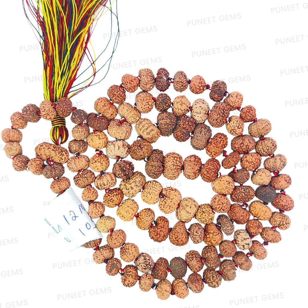 12 Mukhi Rudraksha Mala